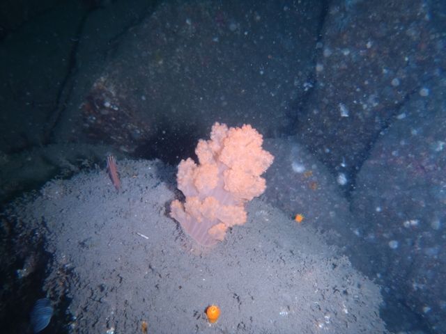 ����ͥǥ����� (8)