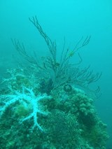 �֥롼������������