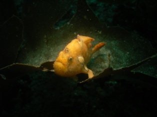 �٥˥����륢�󥳥�