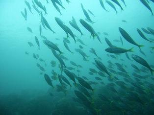 ����ⷲ�췲�췲��