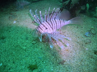 �ߥΥ�����