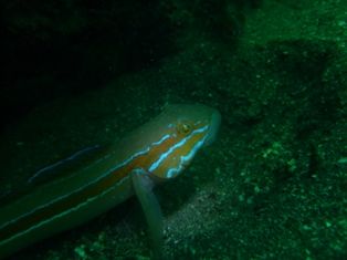 ���ݥåȥ饤��