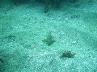 �����̤���