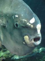 ��ϥ����졩