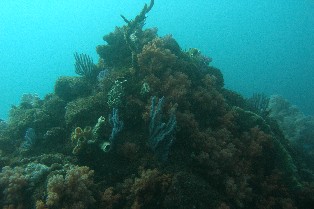 �ǥ��ե��ȣ�