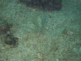 �ϥʥߥΥ��������ĵ�