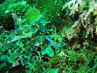 �������ߥ���