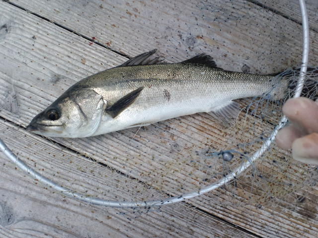 2012 5 29 釣り堀 岬 サンクスコース貸切 釣れたらいいな 釣り 海上釣堀 2012 5 29 釣り堀 岬 サンクスコース貸切 釣れたらいいな 釣り 海上釣堀