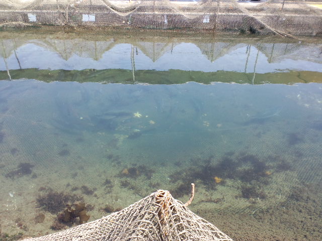 ２０１３ ６ ４ 釣り堀 岬 サンクス貸切 釣れたらいいな 釣り 海上釣堀