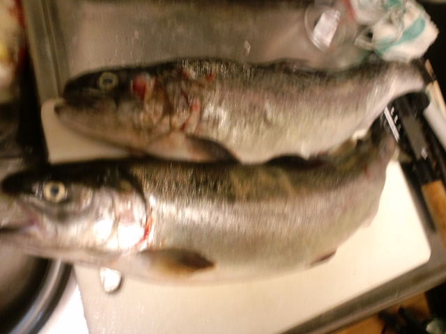 2013 1 9 釣り堀 田尻 貸切 釣れたらいいな 釣り 海上釣堀 2013 1 9 釣り堀 田尻 貸切 釣れたらいいな 釣り 海上釣堀