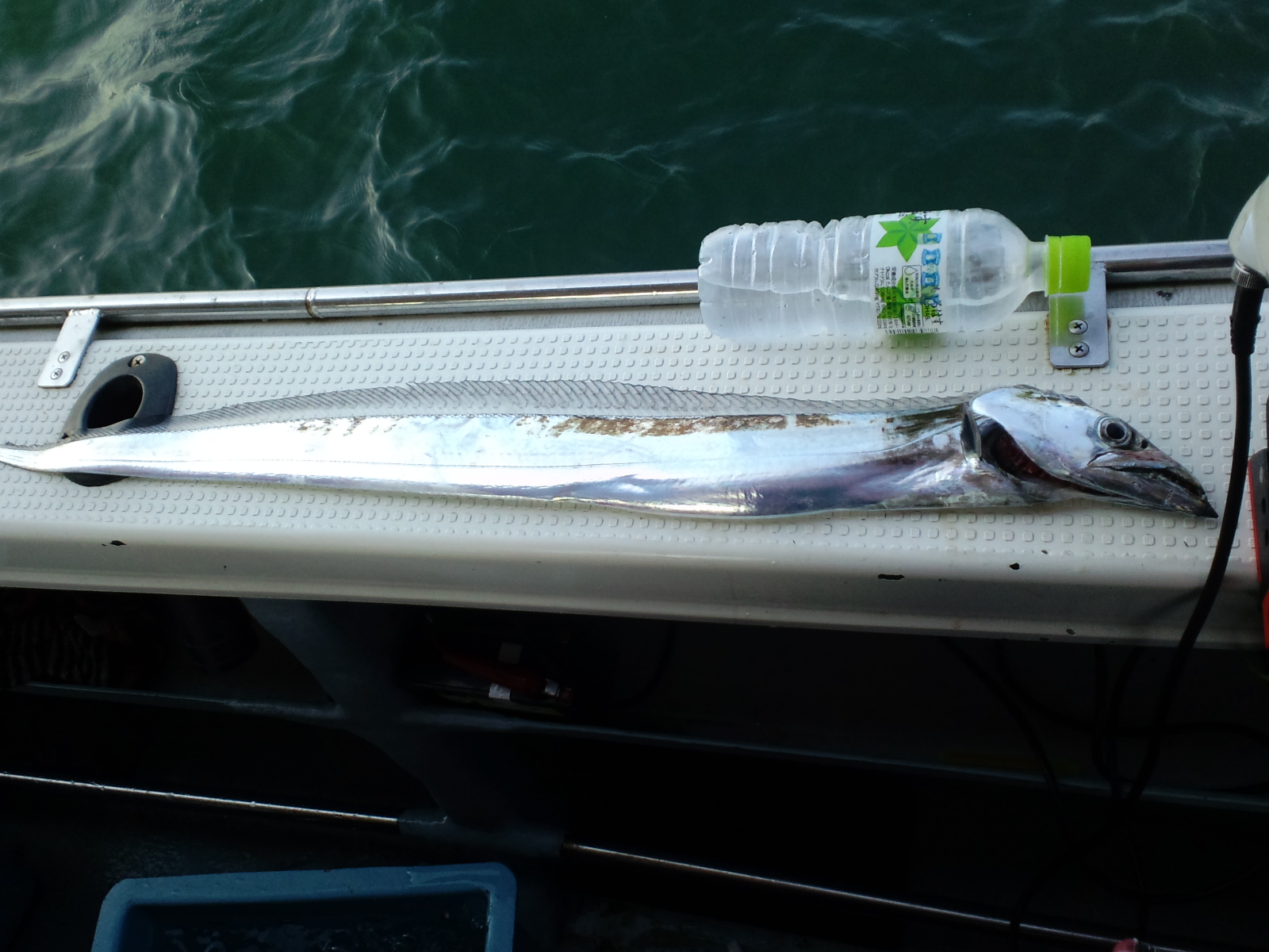 ２００９ ９ １３ 明石 釣船鍵庄 タチウオ釣行記１ 釣れたらいいな 釣り 海上釣堀