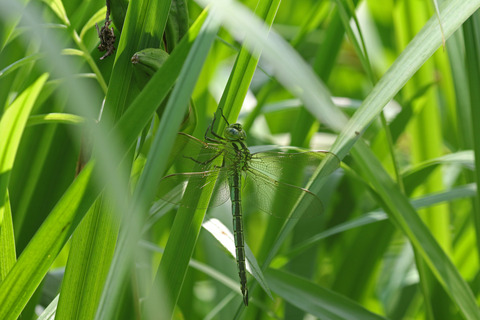 F00A0162b