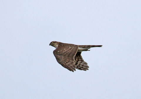 F00A7862