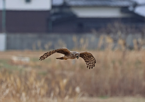 ⑤⑤308A9786