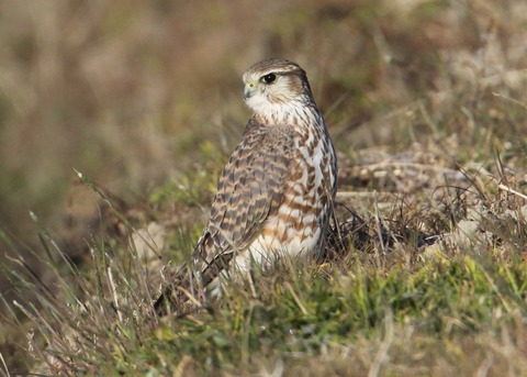 img_3479コチョウゲン♀