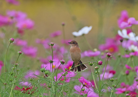 308A8538fi②