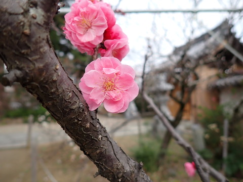 ⑤P3070059