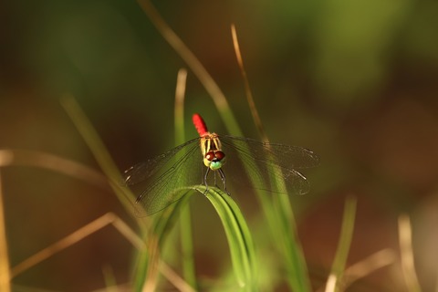 ➁308A3625f
