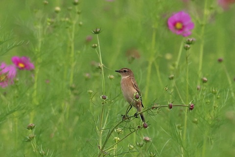 ③308A5583.JPG
