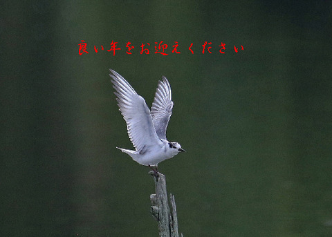クロハラアジサシ