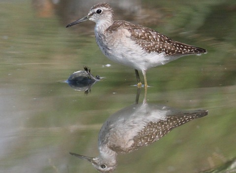 IMG_1919タカブシギ