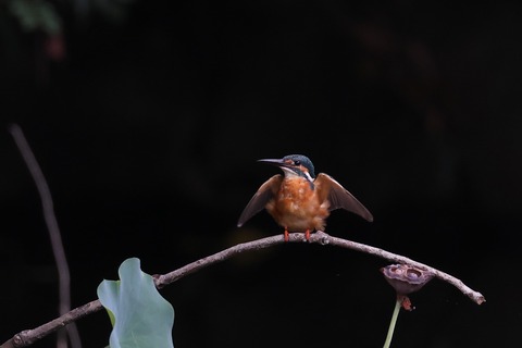 ➁308A8535.JPG