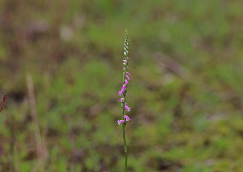 308A7115