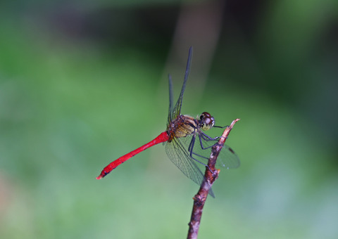 308A6433①