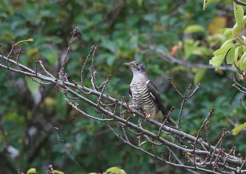 F00A0685b