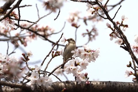⑥308A2529