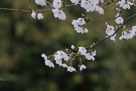 ①①308A8104