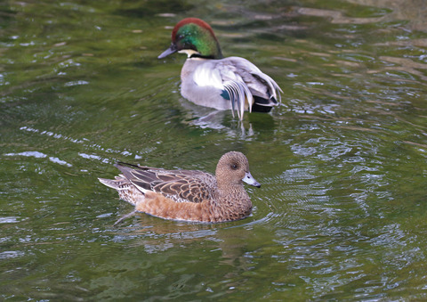 F00A0156b