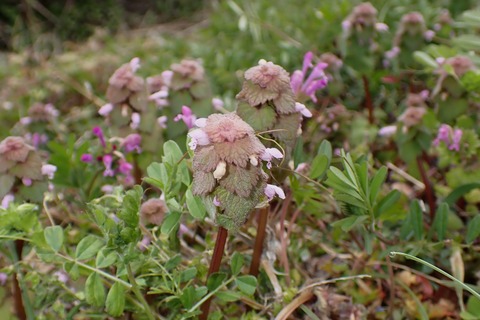 P3136804