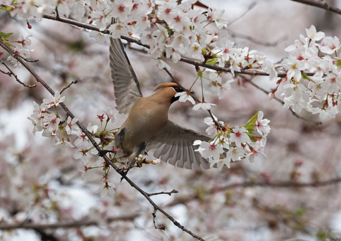 308A8512⑧