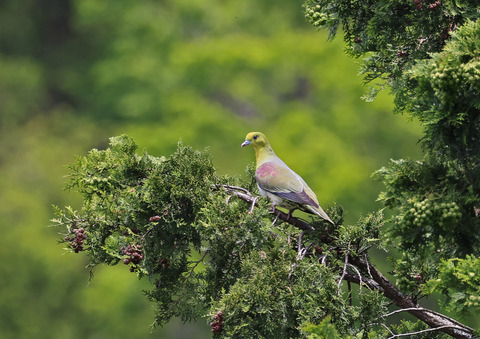 ③308A9997