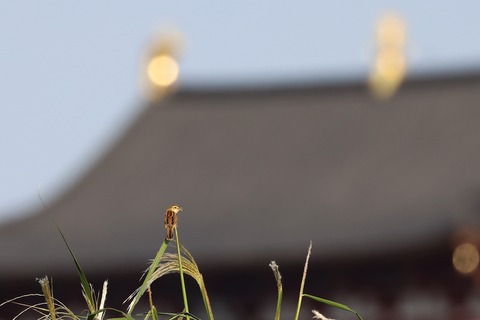 ①308A6083
