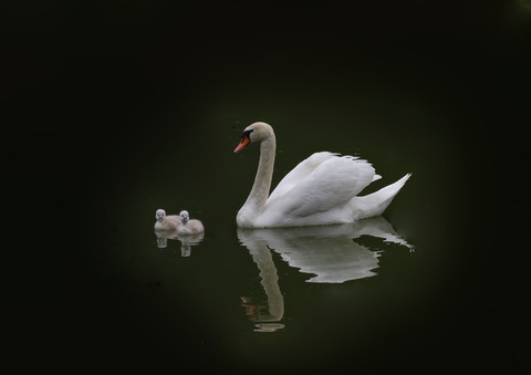 F00A1445b
