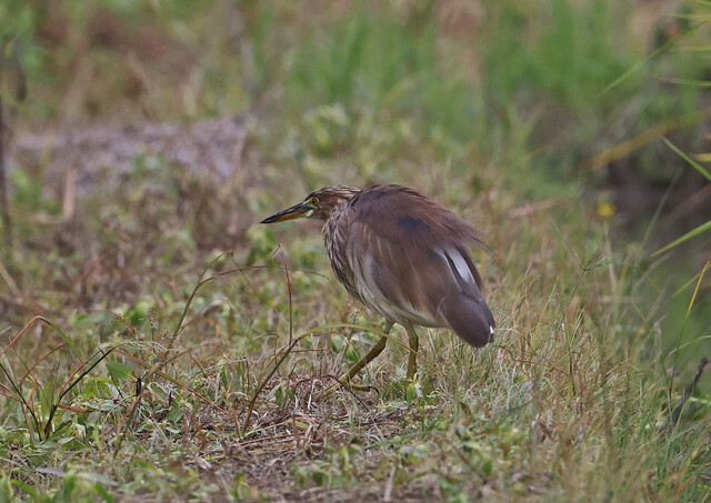 アカガシラサギ たいかな日記