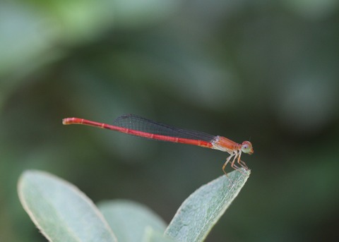 IMG_6576ベニイトトンボ♂