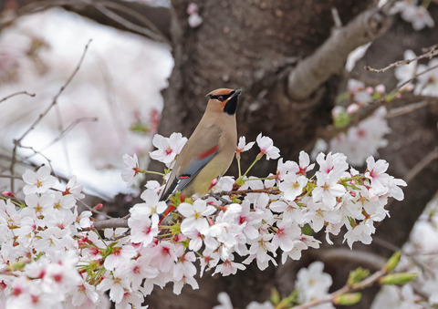 308A8629①