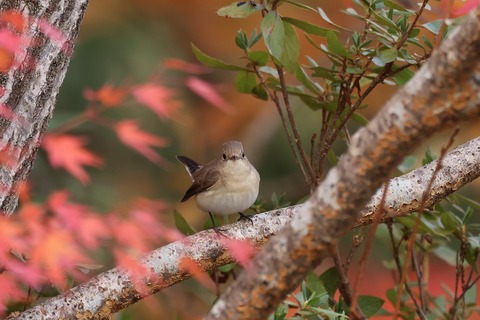 ③308A6920.JPG