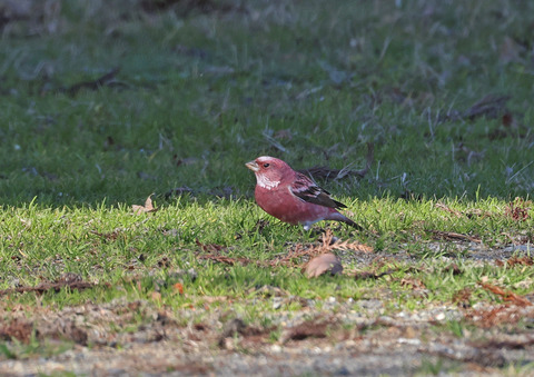 ③308A5532