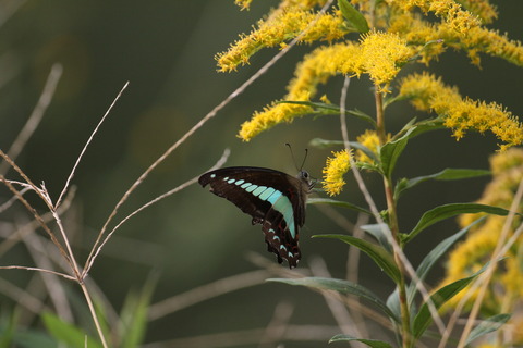 IMG_8259蝶