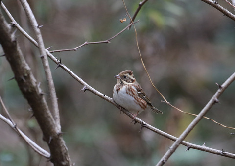 F00A9236