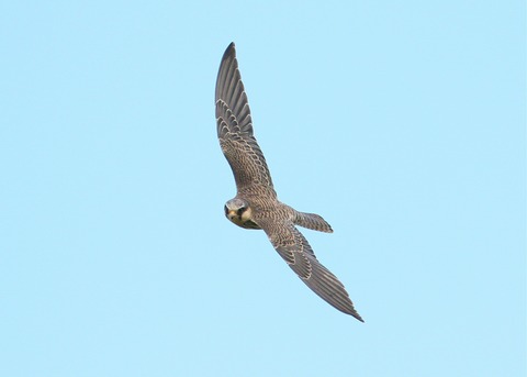 IMG_7080アカアシチョウゲン