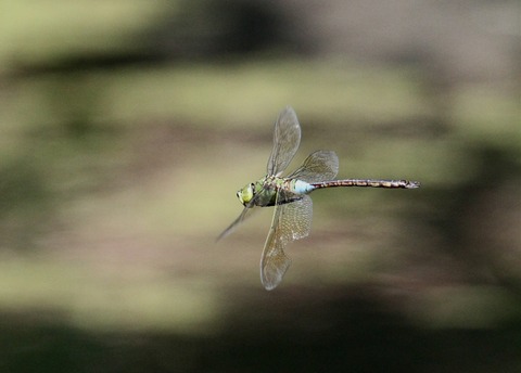 IMG_0866ギンヤンマ♂