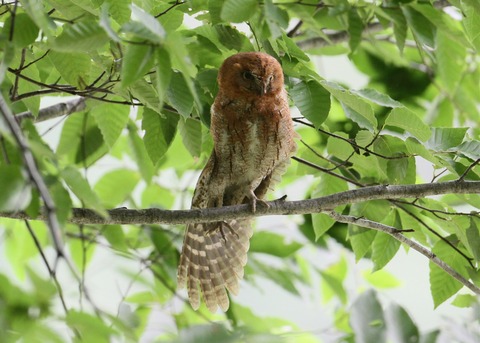 img_0358カキズク