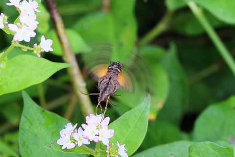 ③j308A6689