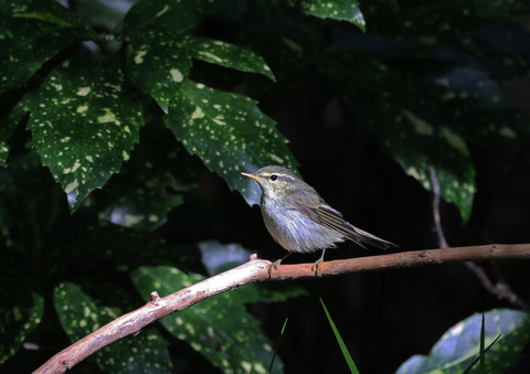 308A4867②
