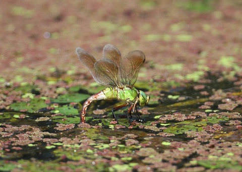 IMG_0713ギンヤンマ♀